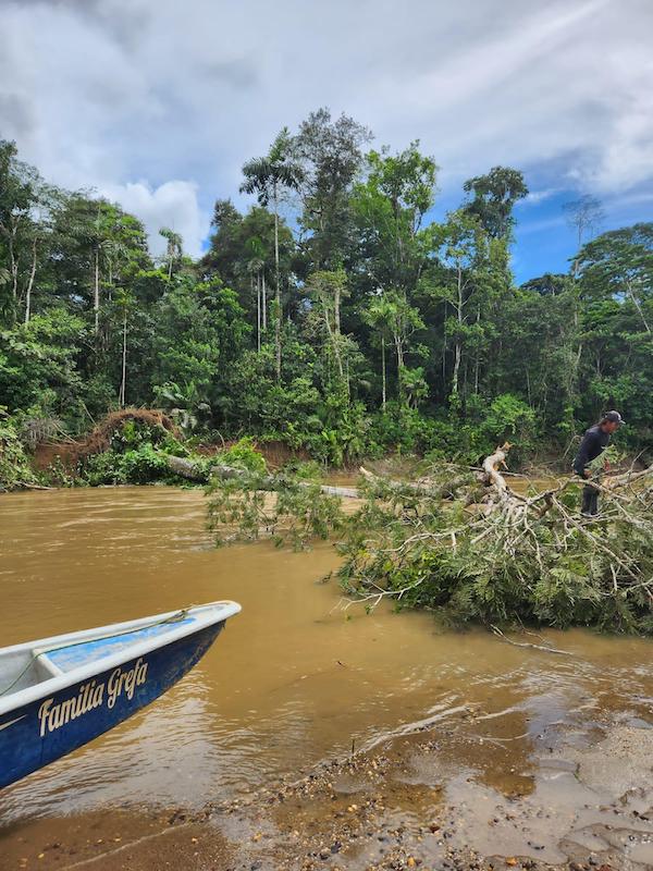 A large tree fallen down across a green/blue river.