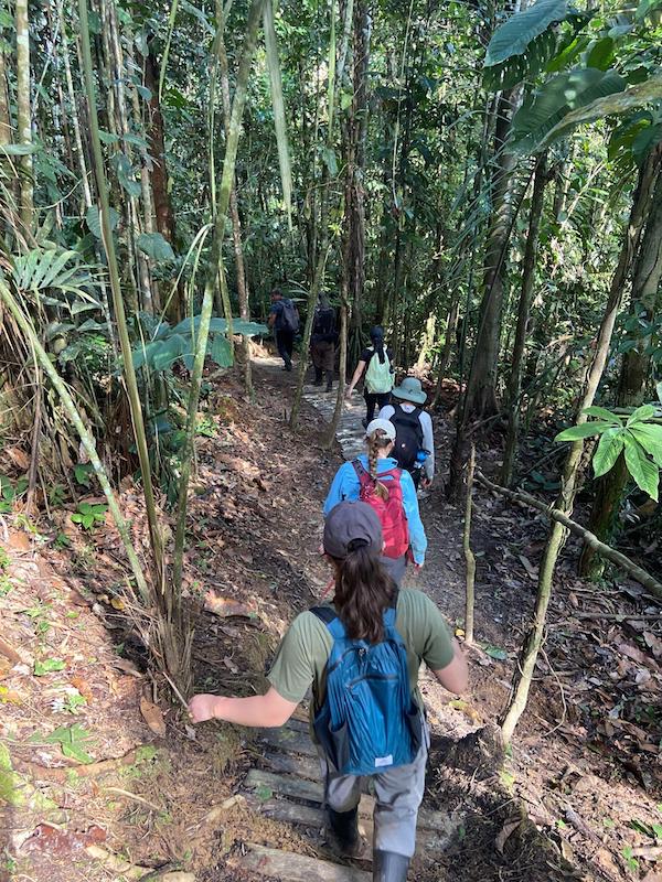 A group of students walks in a line through a thick jungle forest.