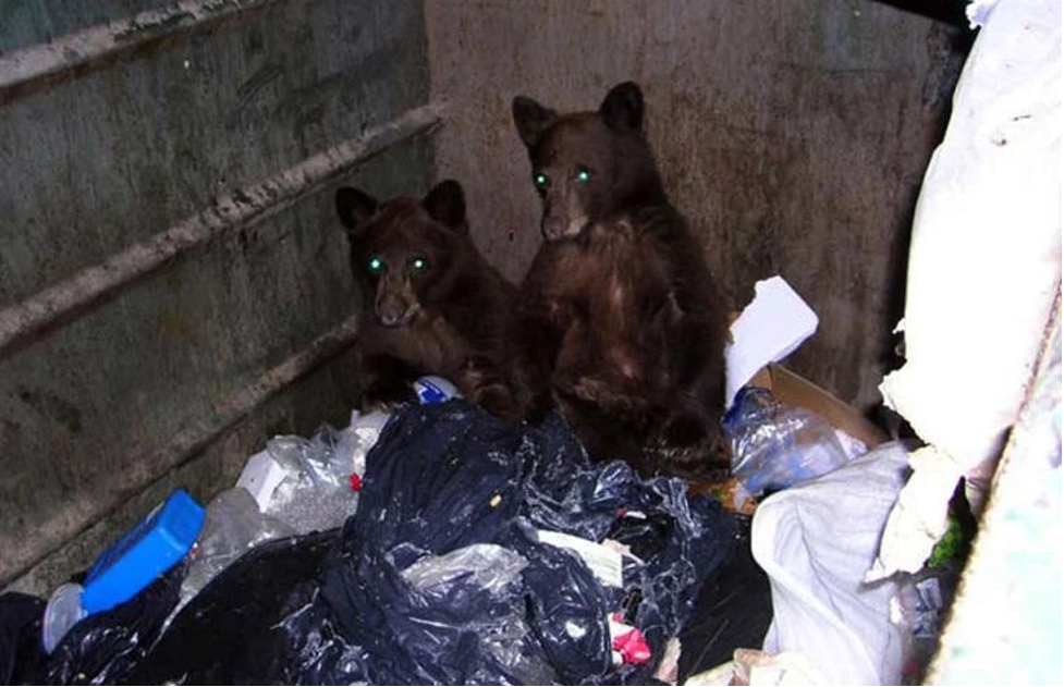 Two bears caught red-handed in a trash dumpster.