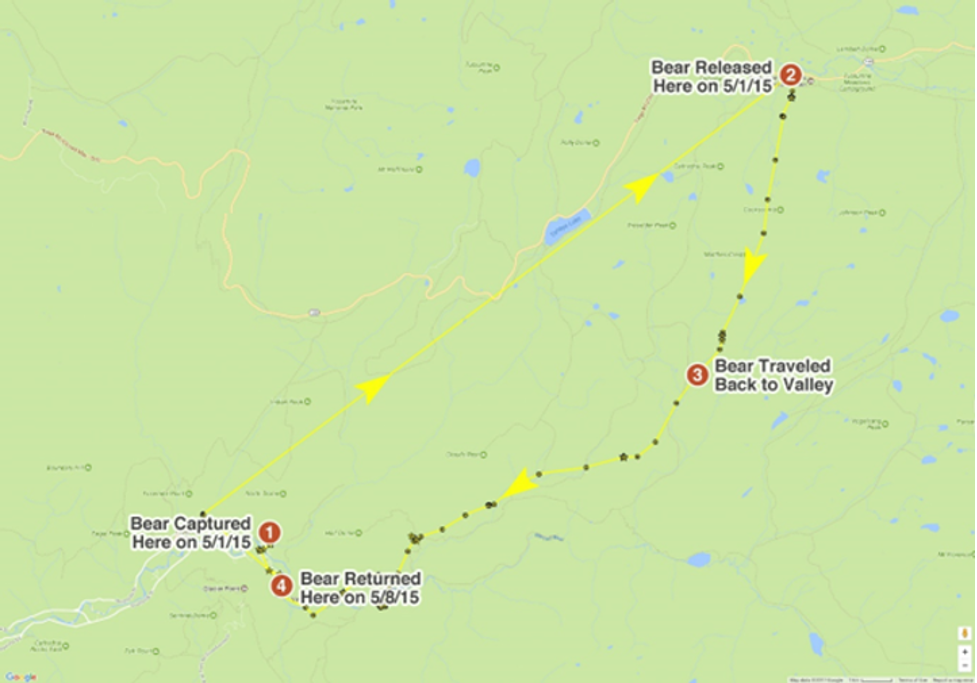 A map of Yosemite National Park overlaid with a bear’s path from capture and relocation on May 1 to return on May 8.