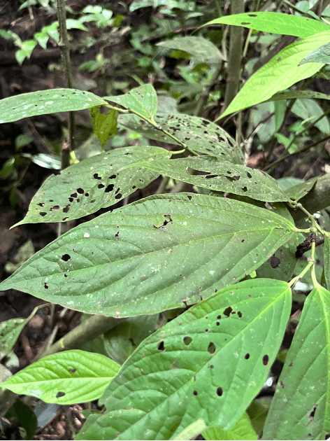 Piper plant with green leaves and lots of tiny holes where they leaves have been eaten.