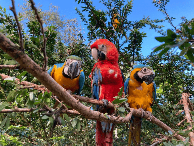 Three brightly colored parrots stand on a tree branch.