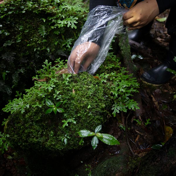 A researcher's hand in a plastic bag reaches for something on a moss covered bush.