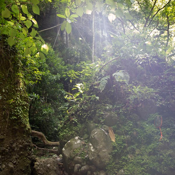 Dense foliage covers a hillside. An orange ribbon is tied around a rock.