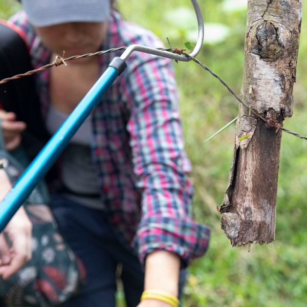 A long pole with a hook on the end holds up a piece of barbed wire with somebody leaning over in the background. The barbed wire has ants with leaves in their mouths crawling on it.