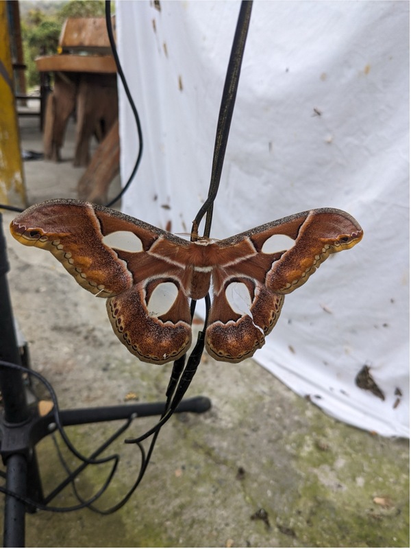 A red and colorful moth with its wings spread out on a camera cord.