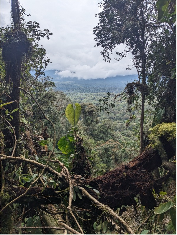 A view of a rainforest from a trail.
