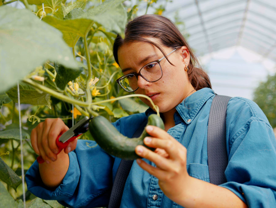 A student trims a vegetable in a greenhouse