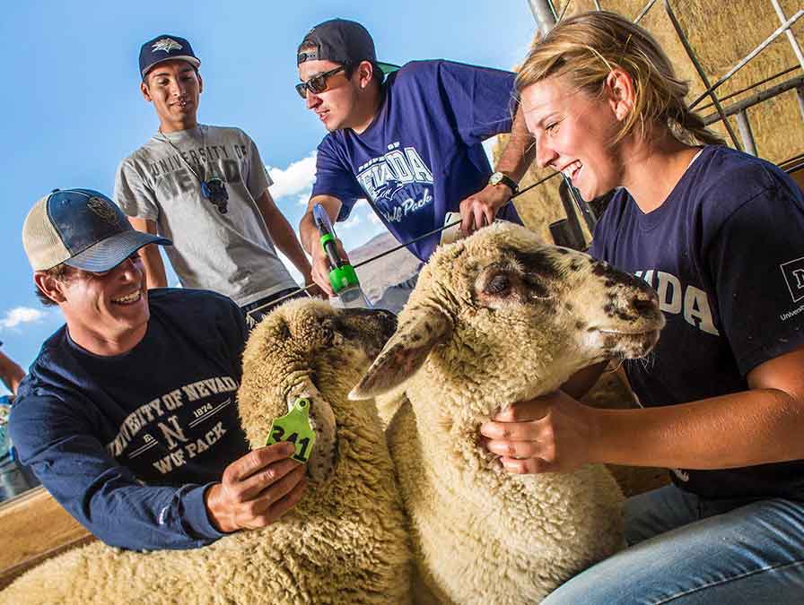 Students cluster around two tagged sheep in a pen