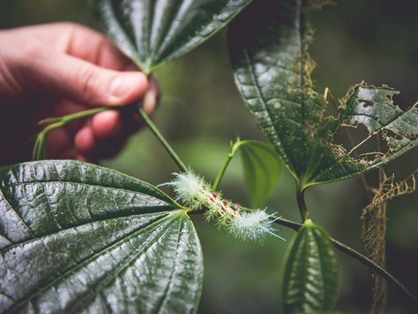 A caterpillar crawls along a branch toward a hand holding a leaf