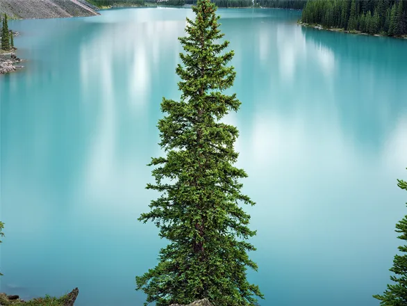 Photo of a tree over a lake