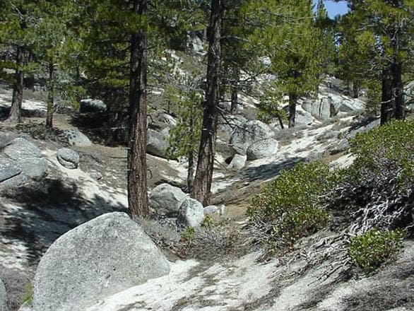 Rocky forest terrain in Whittell Forest featuring tall pine trees, scattered boulders, and patches of sandy soil under clear daylight.