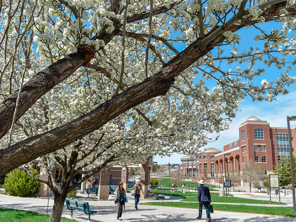 People walk near blossoming trees outside the Fitzgerald Student Services building on the University of Nevada, Reno campus.