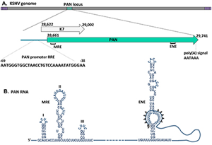 Schematic diagram depicting key features of the PAN locus and transcript. (A) The nucleotide numbering for the K7 ORF and PAN transcript corresponds to GenBank accession number U75698.1 for HHV8/KSHV genome type M isolated from BC-1 cells. The numbering for the RRE within the PAN promoter and the ENE is from the transcription start site. (B) The secondary structure of the ENE and MRE sequence within PAN RNA to prevent degradation and increase stability.
