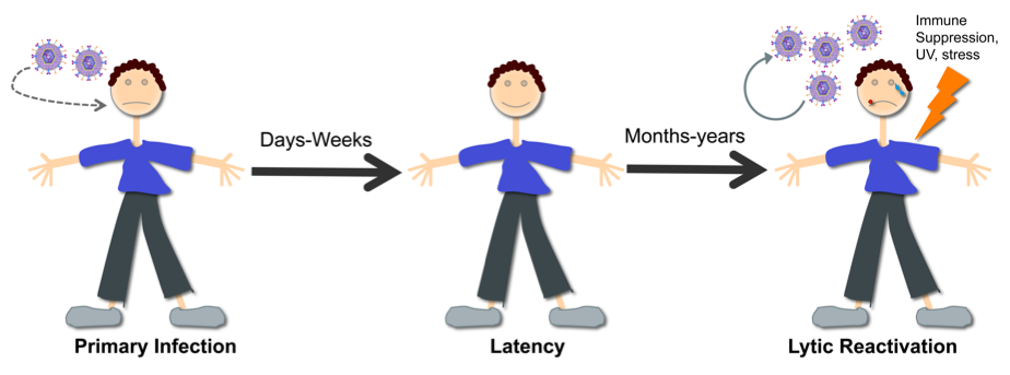 Lifelong infection by herpesviruses.  The outstanding property of herpesviruses is their ability to establish lifelong infections in the host.  Initially there is a primary infection followed by the establishment of viral latency within days or weeks and periodic episodes of viral reactivation which can occurs months or years later. During latency there is limited viral gene expression and the viral genome is maintained as an episome inside host cells.  When the virus is in a latent state there are no new infectious virions being produced. During reactivation there is a trigger such as immune suppression, UV or stress which causes the virus to enter into the lytic phase of replication. The lytic phase is characterized by expression of the major viral transactivator which supports the complete cascade of viral gene expression and results in the production of infectious virions.
